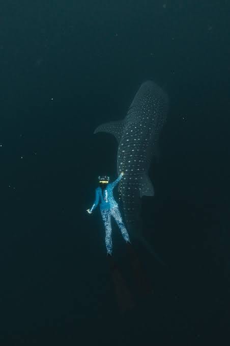 Buceo con tiburón ballena