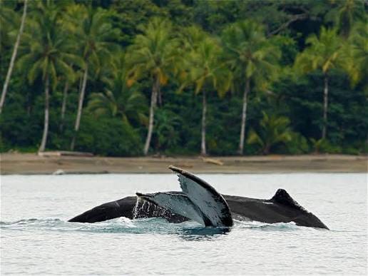 Avistamiento de ballenas