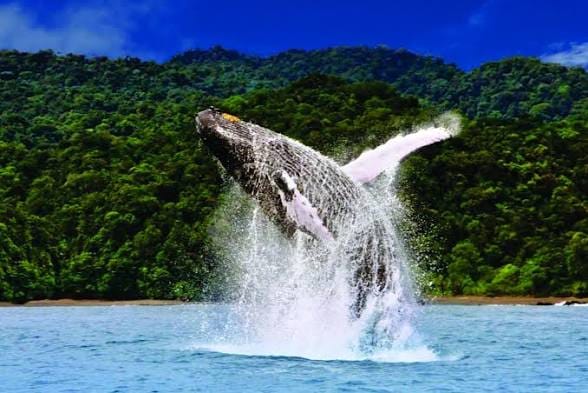 Ballena saltando cerca de la selva