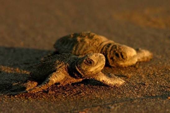 Tortuga bebé recién nacida
