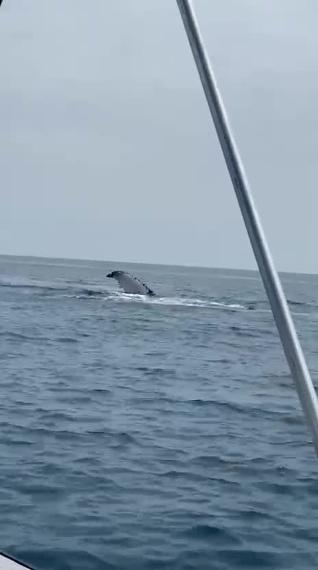 Ballena junto al bote