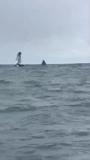Ballenas jorobadas saltando