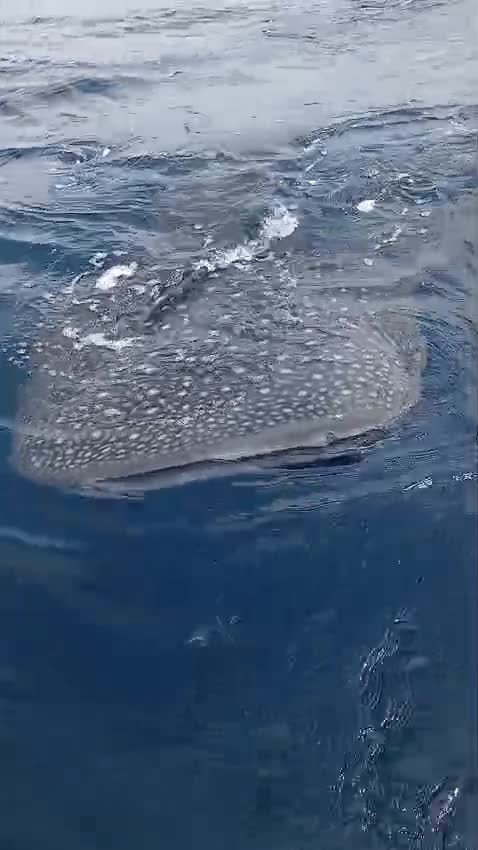 Tiburón ballena de cerca