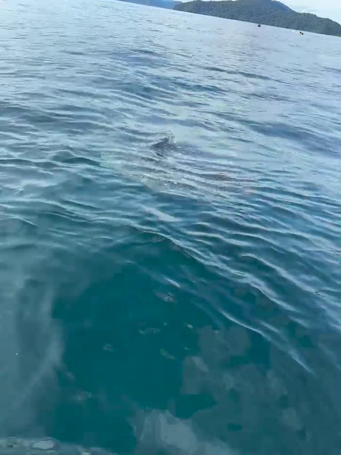 Tiburón ballena nadando