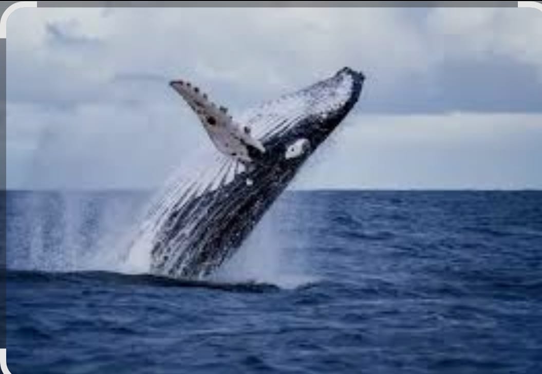 Ballena jorobada saltando