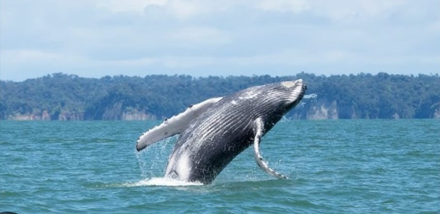 Ballena jorobada en la bahía