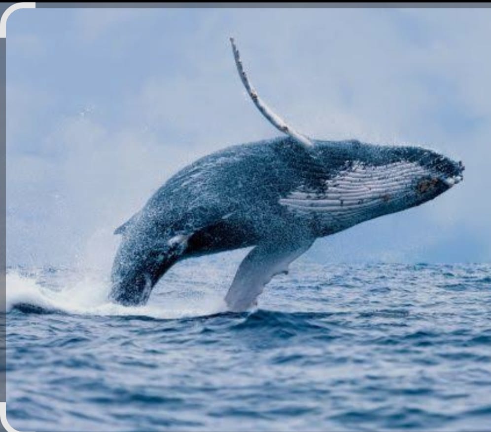 Ballena jorobada saltando