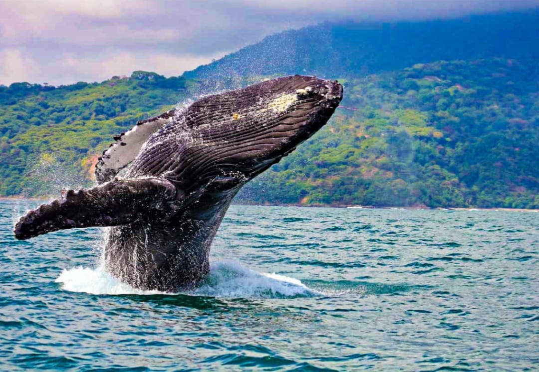 Ballena jorobada cerca de la costa