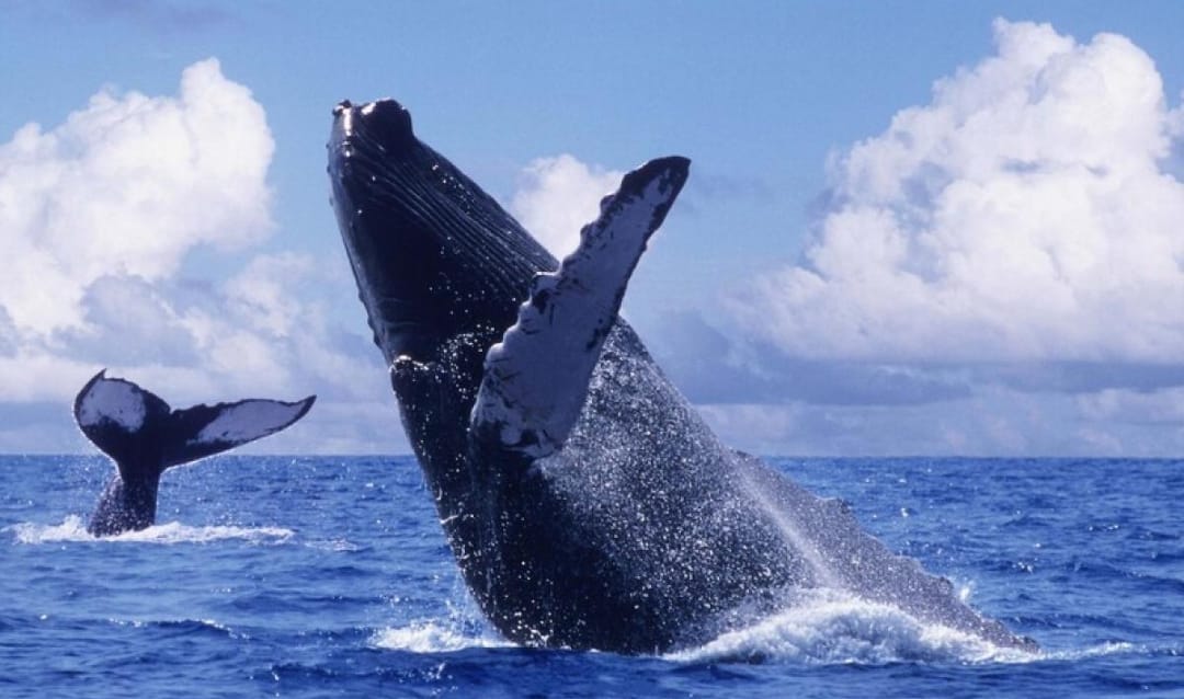 Cola de ballena jorobada